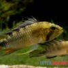 Harlekin-Zwergbuntbarsch, Apistogramma Rositae -AQUATLATI Geschaft Harlekin Zwergbuntbarsch Apistogramma rositae 1