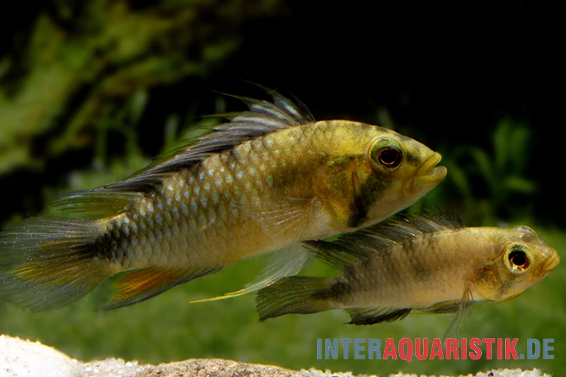 Harlekin-Zwergbuntbarsch, Apistogramma Rositae 3 Harlekin-Zwergbuntbarsch, Apistogramma Rositae