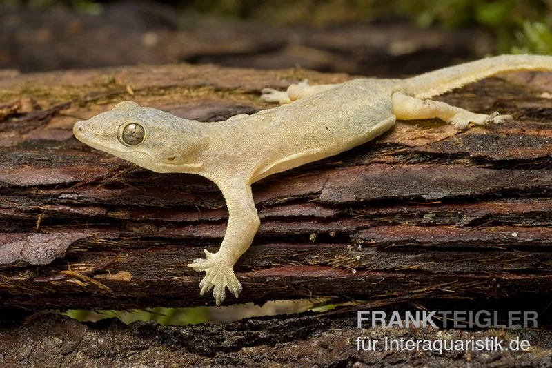Asiatischer Hausgecko, Hemidactylus Frenatus 4 Asiatischer Hausgecko, Hemidactylus Frenatus - Image 2