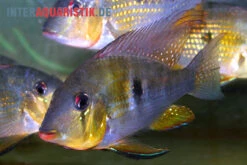 Heckels Buntbarsch, Acarichthys Heckelii