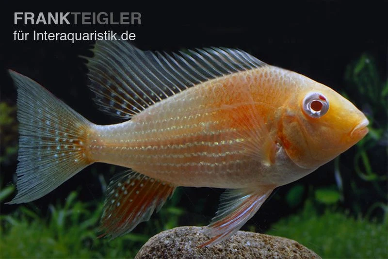 Heckels Buntbarsch Albino, Acarichthys Heckelii 3 Heckels Buntbarsch Albino, Acarichthys Heckelii