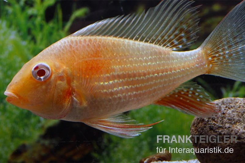 Heckels Buntbarsch Albino, Acarichthys Heckelii 4 Heckels Buntbarsch Albino, Acarichthys Heckelii – Bild 2