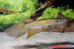 Hellneri-Killifisch, Moema Hellneri