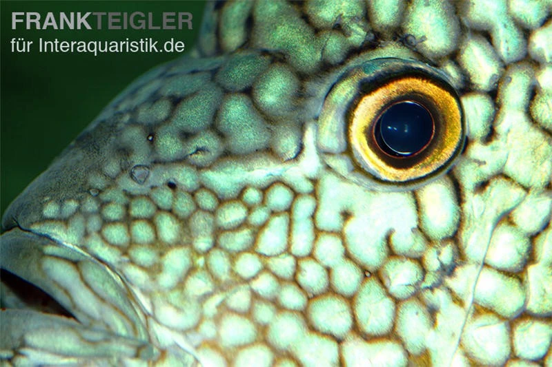 Perlcichlide, Herichthys Cyanoguttatus 4 Perlcichlide, Herichthys Cyanoguttatus – Bild 2