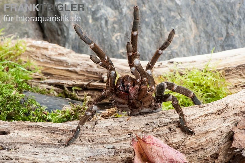 Herkules-Vogelspinne, Hysterocrates Hercules 3 Herkules-Vogelspinne, Hysterocrates Hercules