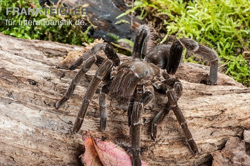 Herkules-Vogelspinne, Hysterocrates Hercules 4 Herkules-Vogelspinne, Hysterocrates Hercules - Image 2
