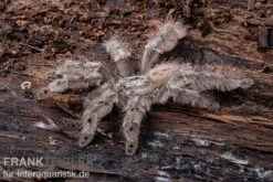 Marmorvogelspinne, Heteroscodra Maculata XL -AQUATLATI Geschaft Heteroscodra maculata 2