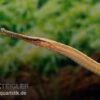 Heterosoma-Süßwassernadel, Doryichthys Heterosoma (Long Mouth Pipefish)