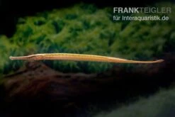 Heterosoma-Süßwassernadel, Doryichthys Heterosoma (Long Mouth Pipefish) -AQUATLATI Geschaft Heterosoma Suesswassernadel Doryichthys heterosoma 3