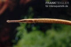 Heterosoma-Süßwassernadel, Doryichthys Heterosoma (Long Mouth Pipefish) -AQUATLATI Geschaft Heterosoma Suesswassernadel Doryichthys heterosoma 4