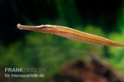 Heterosoma-Süßwassernadel, Doryichthys Heterosoma (Long Mouth Pipefish) -AQUATLATI Geschaft Heterosoma Suesswassernadel Doryichthys heterosoma 5
