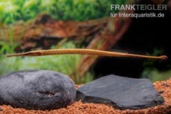 Heterosoma-Süßwassernadel, Doryichthys Heterosoma (Long Mouth Pipefish) -AQUATLATI Geschaft Heterosoma Suesswassernadel Doryichthys heterosoma 6