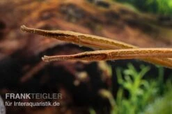 Heterosoma-Süßwassernadel, Doryichthys Heterosoma (Long Mouth Pipefish) -AQUATLATI Geschaft Heterosoma Suesswassernadel Doryichthys heterosoma 7