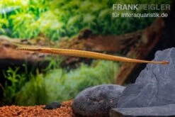 Heterosoma-Süßwassernadel, Doryichthys Heterosoma (Long Mouth Pipefish) -AQUATLATI Geschaft Heterosoma Suesswassernadel Doryichthys heterosoma 8