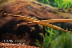 Heterosoma-Süßwassernadel, Doryichthys Heterosoma (Long Mouth Pipefish) -AQUATLATI Geschaft Heterosoma Suesswassernadel Doryichthys heterosoma 9
