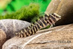 Heyligeri-Schleimfisch, Phenablennius Heyligeri -AQUATLATI Geschaft Heyligeri Schleimfisch Phenablennius heyligeri neu 3