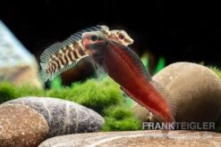 Heyligeri-Schleimfisch, Phenablennius Heyligeri -AQUATLATI Geschaft Heyligeri Schleimfisch Phenablennius heyligeri neu 4