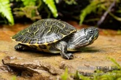 Hieroglyphen-Schmuckschildkröte, Pseudemys Concinna Concinna FZ 7 Hieroglyphen-Schmuckschildkröte, Pseudemys Concinna Concinna FZ -AQUATLATI Geschaft Hieroglyphen Schmuckschildkroete Pseudemys concinna concinna 3