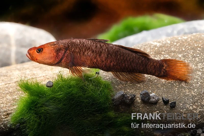 Hitam Grundel, Mugilogobius Hitam 3 Hitam Grundel, Mugilogobius Hitam