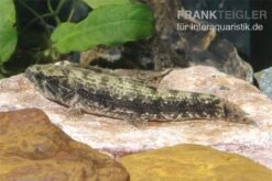 Tigersalmler (Wolfssalmler), Hoplias Malabaricus