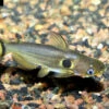 Mondfinsterniss-Stachelwels, Horabagrus Brachysoma -AQUATLATI Geschaft Horabagrus brachysoma 7