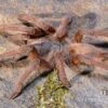 Hua Hin Vogelspinne, Chilobrachys Huahini XL