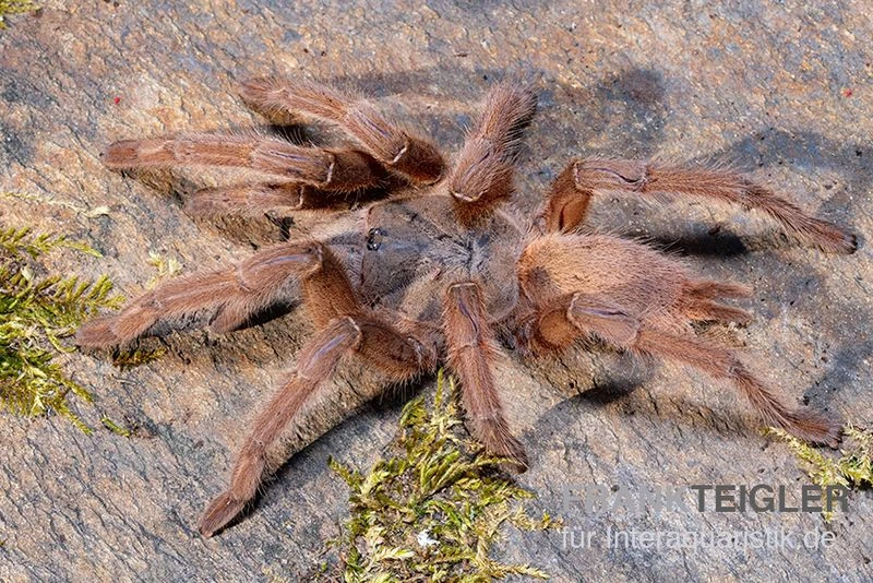 Hua Hin Vogelspinne, Chilobrachys Huahini XL 3 Hua Hin Vogelspinne, Chilobrachys Huahini XL