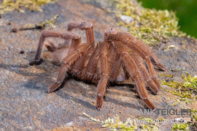 Hua Hin Vogelspinne, Chilobrachys Huahini XL 4 Hua Hin Vogelspinne, Chilobrachys Huahini XL - Image 2