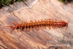 Hundertfüßer, Scolopendra Subspinipes "Malay Red Cherry" -AQUATLATI Geschaft Hundertfuesser Scolopendra subspinipes Malay Red Cherry 1