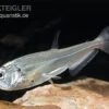 Payara, Hundezahnsalmler, Hydrolycus Scomberoides 1 Payara, Hundezahnsalmler, Hydrolycus Scomberoides -AQUATLATI Geschaft Hydrolycus scomberoides Hundezahnsalmler Payara