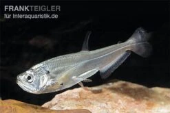 Payara, Hundezahnsalmler, Hydrolycus Scomberoides