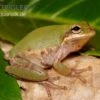 Eichhörnchenfrosch, Hyla Squirella -AQUATLATI Geschaft Hyla squirella regenfrosch eichhoernchenfrosch