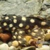 Mini Snowball Pleco, L471, Hypancistrus Sp. "Dwarf" -AQUATLATI Geschaft Hypancistrus spec dwarf L471