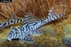 Zebra-Harnischwels, Hypancistrus Spec. L173, 4-5 Cm -AQUATLATI Geschaft Hypancistrus species L173 03