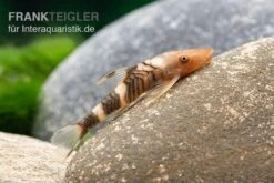 Orange-Otocinclus, Nannoptoma Spec. Orange -AQUATLATI Geschaft Hypoptopoma sp Peru Orange 11