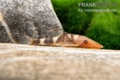 Orange-Otocinclus, Nannoptoma Spec. Orange -AQUATLATI Geschaft Hypoptopoma sp Peru Orange 12