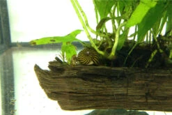 Bundle Große Putz-Truppe: 5 X Rennschnecke + 2 X Tylomelania + 6  X Amanogarnele -AQUATLATI Geschaft IMG 0289