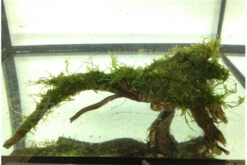 Bundle Scaper Truppe: 10 X Crystal Red Garnele + Mangrovenwurzel Mit Moos -AQUATLATI Geschaft IMG 0293