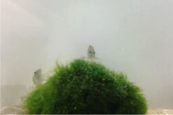 Bundle Große Putz-Truppe: 5 X Rennschnecke + 2 X Tylomelania + 6  X Amanogarnele -AQUATLATI Geschaft IMG 0304