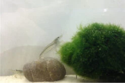 Bundle Große Putz-Truppe: 5 X Rennschnecke + 2 X Tylomelania + 6  X Amanogarnele -AQUATLATI Geschaft IMG 0311