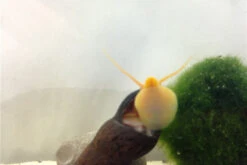 Bundle Große Putz-Truppe: 5 X Rennschnecke + 2 X Tylomelania + 6  X Amanogarnele -AQUATLATI Geschaft IMG 0330