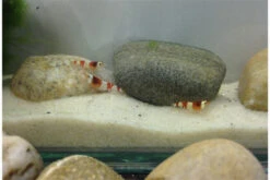 Bundle Scaper Truppe: 10 X Crystal Red Garnele + Mangrovenwurzel Mit Moos -AQUATLATI Geschaft IMG 0365