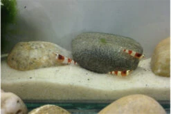 TiBee Starterpack: 5 X Blaue Tigergarnele + 5 X Crystal Red Garnele 8 TiBee Starterpack: 5 X Blaue Tigergarnele + 5 X Crystal Red Garnele -AQUATLATI Geschaft IMG 0367 1