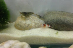 TiBee Starterpack: 5 X Blaue Tigergarnele + 5 X Crystal Red Garnele 9 TiBee Starterpack: 5 X Blaue Tigergarnele + 5 X Crystal Red Garnele -AQUATLATI Geschaft IMG 0370