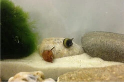 Nano Putz-Truppe: 4x Geweihschnecke + 5x Turmdeckelschnecke -AQUATLATI Geschaft IMG 0378