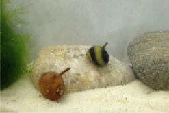 Nano Putz-Truppe: 4x Geweihschnecke + 5x Turmdeckelschnecke -AQUATLATI Geschaft IMG 0380