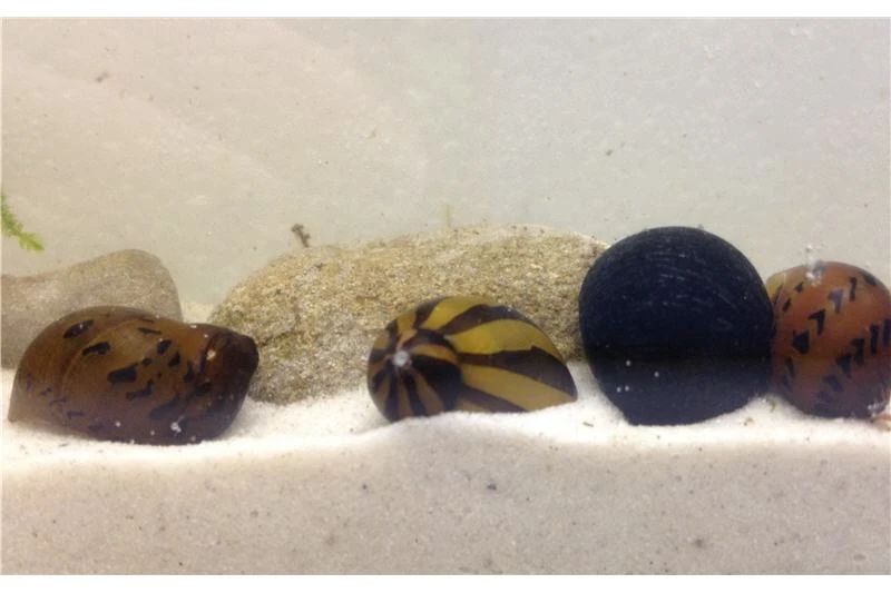 Rennschnecken-Bundle: 5x Rennschnecke Im Farbmix 4 Rennschnecken-Bundle: 5x Rennschnecke Im Farbmix - Image 2