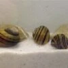Apfelschnecken-Bundle: 3x Zebra-Apfelschnecke , Asolene Spixi -AQUATLATI Geschaft IMG 0477