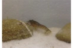 Kleinster Zwergflußkrebs - Cambarellus Diminutus - Paar + Handgemachte Krebshöhle -AQUATLATI Geschaft IMG 0479