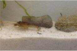 Kleinster Zwergflußkrebs - Cambarellus Diminutus - Paar + Handgemachte Krebshöhle -AQUATLATI Geschaft IMG 0481